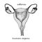 Uterus. Realistic hand-drawn icon of human internal organs. Engraving art. Sketch style. Design concept for your medical