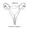 Uterus. Realistic hand-drawn icon of human internal organs. Line art. Sketch style. Design concept for your medical