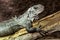 The Utila Iguana on a branch Ctenosaura bakeri is a critically endangered lizard species