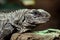 The Utila Iguana on a branch Ctenosaura bakeri is a critically endangered lizard species