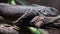 Utila iguana (Ctenosaura bakeri) on the branch