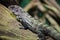 Utila Spiny-Tailed Iguana