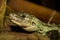 Utila spiny-tailed iguana in close-up on log