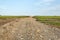 Utility road between blueberry fields