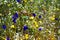 Utricularia blooming on dry field