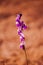 Utricularia delphinioides Is an insectivorous plant