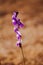 Utricularia delphinioides Is an insectivorous plant