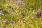 Utricularia delphinoides beautiful