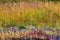 Utricularia delphinoides beautiful blur golden grass