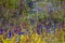 Utricularia delphinoides beautiful blur small grass
