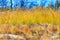 Utricularia delphinoides beautiful blur yellow field
