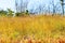 Utricularia delphinoides and field Eremochloa ciliaris