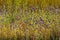 Utricularia delphinoides mix green grass