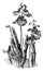 Utricularia Longifolia vintage illustration