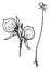 Utricularia vintage illustration