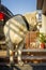 Uttarakhand, India - February 15th 2022. A white domestic himalayan shepherd dog looking behind another dog in the house