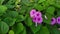 Uttarakhand Morning Glory: Organic Garden Blooms