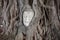 Ð¡utted off Buddha head in tree branch