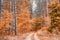 Utumn landscape. Autumn day in picturesque forest. Fall background. Fall nature. Trees with beautiful leaves in forest