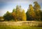 Ðutumn landscape. Park in autumn. Landscape birches with autumn forest. Dry grass in the foreground