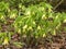 Uvularia grandiflora large flowered bellwort in a garden