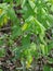 Uvularia sessilifolia, Sessile Bellwort