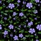 V nca m nor Fritillaria. Medical plants. V nca patter. Wild blue flowers on a black background