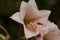 Vaal River Lily Crinum bulbispermum