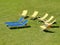 Vacant chairs on the grass in summer for relax moments