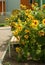 A vacant tree bench and bright blooming sunflowers on the background of the house behind