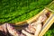 Vacation Concepts. Portrait of Young Caucasian Blond Girl Relaxing In Hammock In Green Forest Outdoors