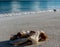 Vacation in Cuba palm trees Caribbean sea beach sun wave