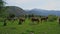 Vacation landscape. Horse outdoor in evening. Russian Altai mountains