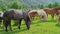 Vacation landscape. Horse outdoor in evening. Russian Altai mountains