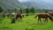 Vacation landscape. Horse outdoor in evening. Russian Altai mountains