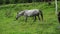 Vacation landscape. Horse outdoor in evening. Russian Altai mountains. Chemal