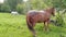 Vacation landscape. Horse outdoor in evening. Russian Altai mountains. Multa