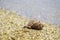 Vacation, rest. Large shell lies on sand near edge of the sea