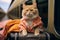 Vacationing kitty Humorous portrayal of a cats travel escapade