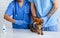 Vaccination for animal health. Veterinary practitioner with assistant making injection to cat in hospital, closeup