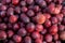 Vaccinium oxycoccos is also known as small cranberry, bog cranberry, swamp cranberry.