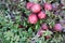 Vaccinium oxycoccos is also known as small cranberry, bog cranberry, swamp cranberry.