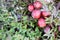 Vaccinium oxycoccos is also known as small cranberry, bog cranberry, swamp cranberry.