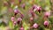 Vaccinium oxycoccos. Wild cranberry flowers close-up