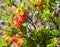 Vaccinium reticulatum `Ohelo, `ohelo `ai berry growing on a lava field in Hawaii Big Island