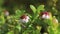 Vaccinium vitis-idaea. Beautiful lingonberry flowers with close-up