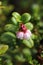 Vaccinium vitis-idaea. Cowberry flowering in June in the north of Russia