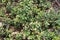 Vaccinium vitis-idaea (lingonberry or cowberry)