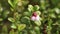 Vaccinium vitis-idaea. Lingonberry flowers in June in the north of Russia
