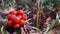 Vaccinium vitis-idaea or Lingonberry is a short evergreen shrub in the heath family that bears edible fruit